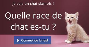 Quelle race de chat es-tu ?