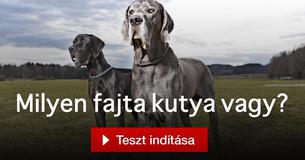 Milyen fajta kutya vagy?