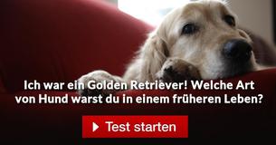 Welche Art von Hund warst du in einem früheren Leben? 