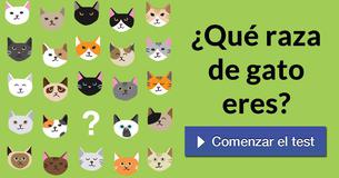 ¿Qué raza de gato eres?