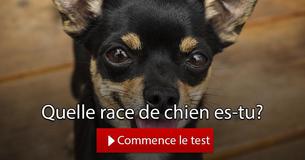 Quelle race de chien es-tu?