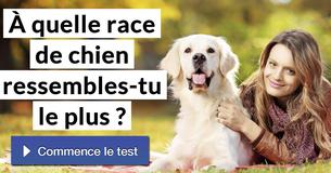 À quelle race de chien ressembles-tu le plus ?