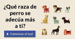 ¿Qué raza de perro se adecúa más a ti?