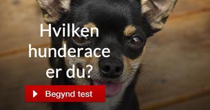 Hvilken hunderace er du?
