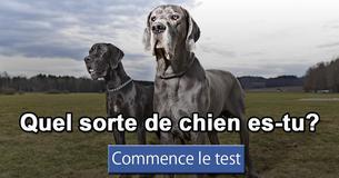 Quel sorte de chien es-tu?