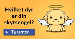 Hvilket dyr er din skytsengel?