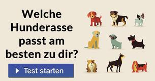 Welche Hunderasse passt am besten zu dir?