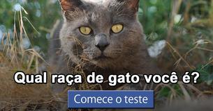 Qual raça de gato você é?