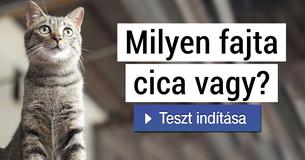 Milyen fajta cica vagy?