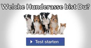 Welche Hunderasse bist Du?