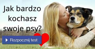 Jak bardzo kochasz swoje psy?
