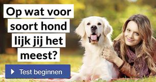 Op wat voor soort hond lijk jij het meest?
