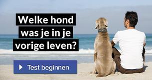 Welke hond was je in je vorige leven? 
