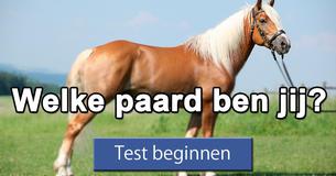 Welk paard ben jij?