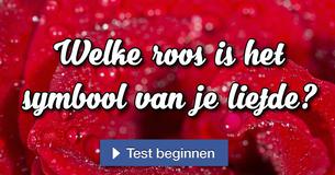 Welke roos is het symbool van je liefde?