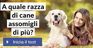 A quale razza di cane assomigli di più?