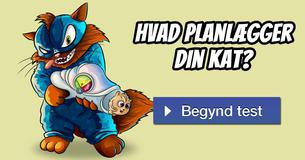 Hvad planlægger din kat?