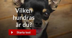 Vilken hundras är du?