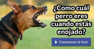 ¿Como cuál perro eres cuando estás enojado?