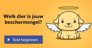 Welk dier is jouw beschermengel?