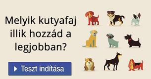 Melyik kutyafaj illik hozzád a legjobban?   