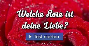 Welche Rose ist deine Liebe?