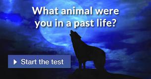 What animal were you in a past life?