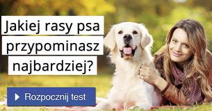 Jakiej rasy psa przypominasz najbardziej?