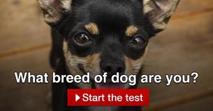 What breed of dog are you?