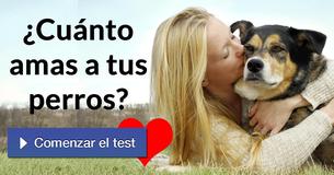 ¿Cuánto amas a tus perros?