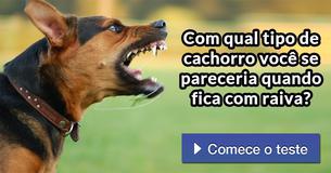 Com qual tipo de cachorro você se pareceria quando fica com raiva?