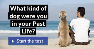 What kind of dog were you in your Past Life?