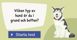 Vilken typ av hund är du i grund och botten?