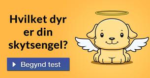Hvilket dyr er din skytsengel?