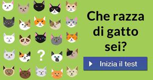 Che razza di gatto sei?