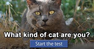 What kind of cat are you?