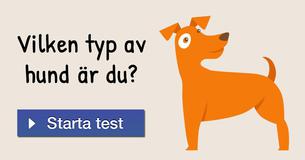 Vilken typ av hund är du?