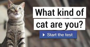 What kind of cat are you?