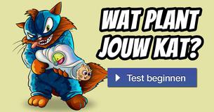 Wat plant jouw kat?