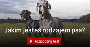 Jakim jesteś rodzajem psa?