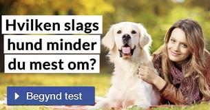 Hvilken slags hund minder du mest om?