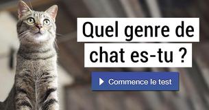 Quel genre de chat es-tu ?