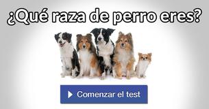 ¿Qué raza de perro eres?