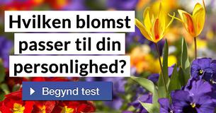 Hvilken blomst passer til din personlighed?
