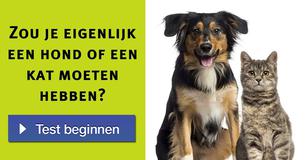 Zou je eigenlijk een hond of een kat moeten hebben?    