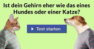 Ist dein Gehirn eher wie das eines Hundes oder einer Katze? 