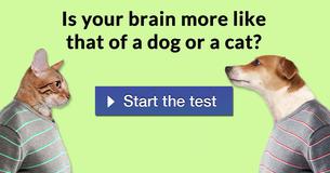 Is your brain more like that of a dog or a cat?