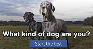 What kind of dog are you?