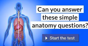 Can you answer these simple anatomy questions?