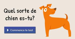Quel sorte de chien es-tu ?